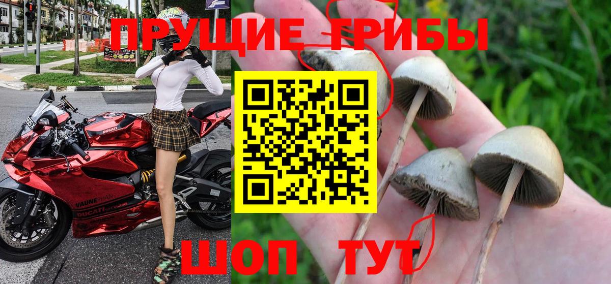 цены   Галлюциногенные грибы мицелий  Домодедово  Псилоцибиновые грибы прущие грибы 